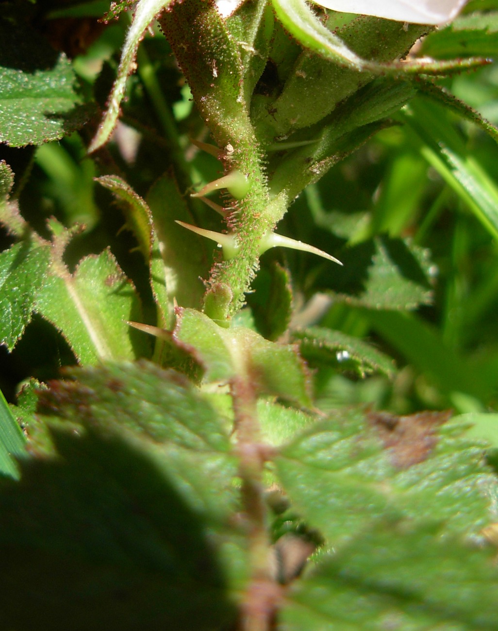 Rosa pulverulenta M. Bieb. / Rosa vischiosa